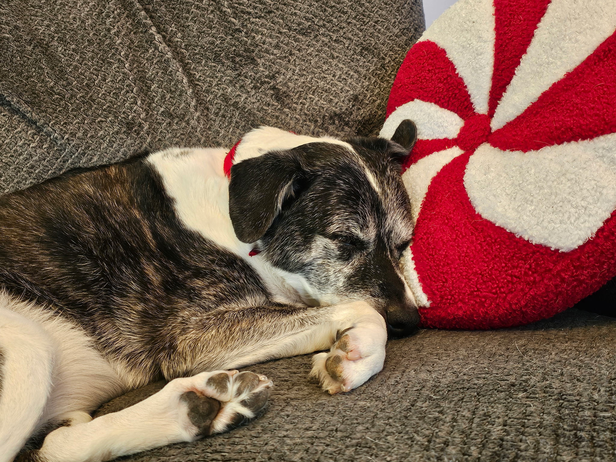 Lucy the office dog as Chief Technology Officer at JIL Technology